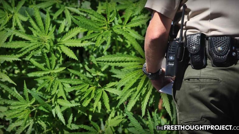 Top Court Rules Cops Can No Longer Stop People After Claiming to Smell Marijuana