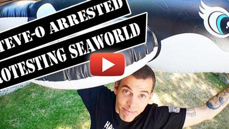 Steve-O Sentenced to Jail for Raising Awareness to Dismal Reality of SeaWorld's Animal Abuse