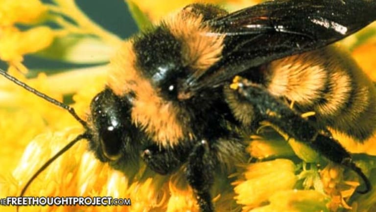 Wake Up Call -- Bumble Bee Just Proposed for U.S. Endangered Species Status