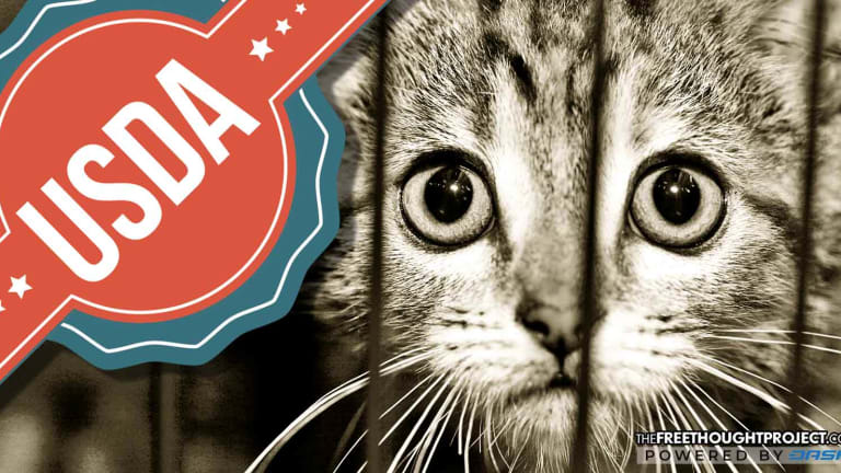 Congressman Exposes 'Secretive' USDA Experiments that are Incinerating Hundreds of Kittens
