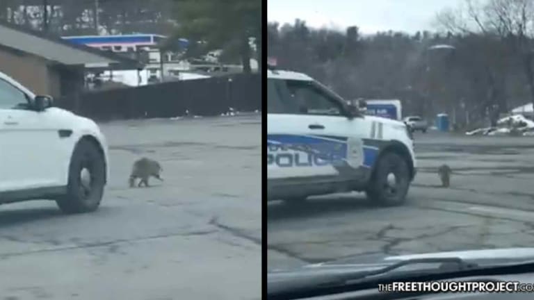 WATCH: Cops Caught Competing In Race To Run Over Raccoon—Slowly Torturing It to Death