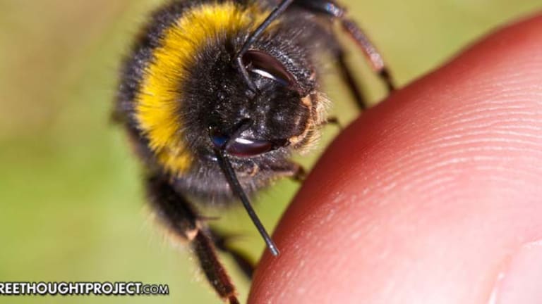 New Research Shows Bumblebees Have Emotions Just Like Humans