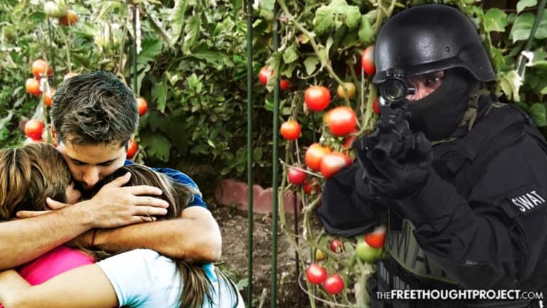 Judge Slams 'Incompetent' Cops After SWAT Raids Innocent Family for Growing Tomato Plants