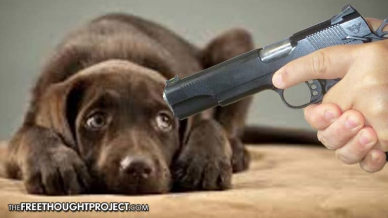 Court Issues Worrisome Ruling On When Police Can Legally Shoot Your Dog