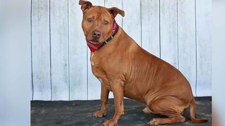 Cop Picks Up a 2X4 at a Shelter and Beats 3 Dogs, Killing One -- Adopts a 4th Dog on the Way Out