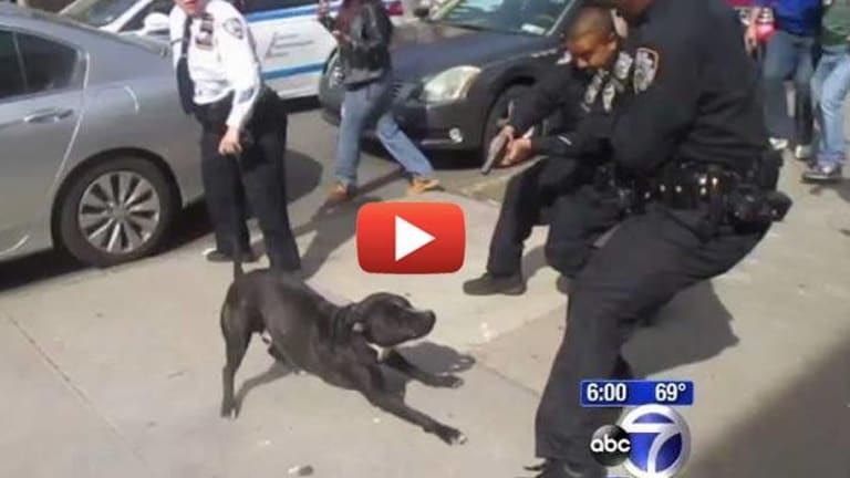 Insane Video: Cops go to Wrong House to Make Arrest, Let Dog Out, Shoot at Dog in Crowded Area