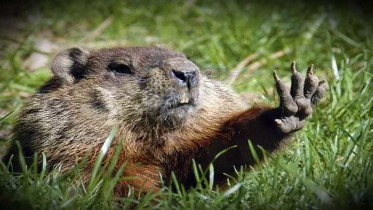 Cops Suspended for Sadistically Chasing Down, Killing a Groundhog During Police Golf Tournament
