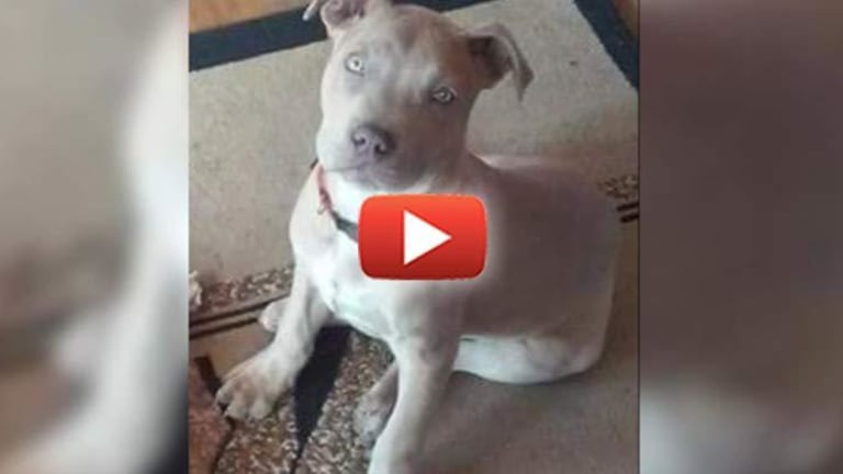Sadistic Cop Shoots Puppy in Front of Children, Laughs About It, Charges Owner with a Crime