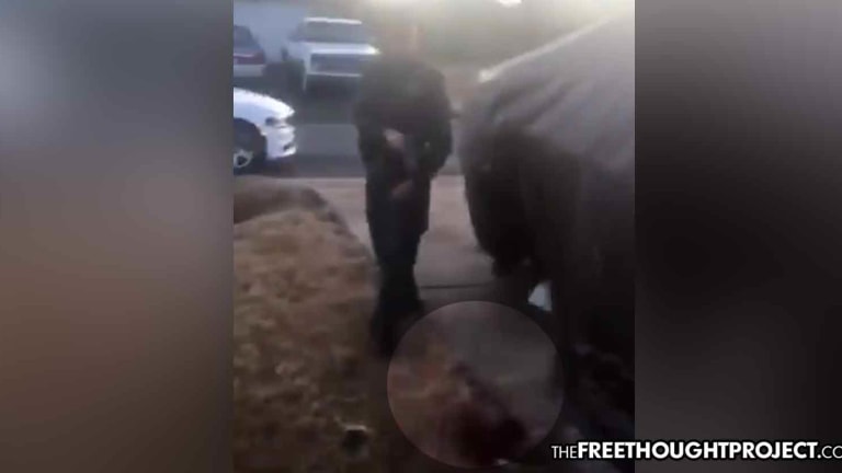 'I'm Going to Shoot It': Infuriating Video Shows Cop Shoot a Tiny 9-Pound Dog