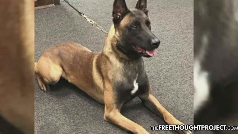 Cop Not Fired or Charged After Leaving K-9 Partner in Hot Car Until It Died
