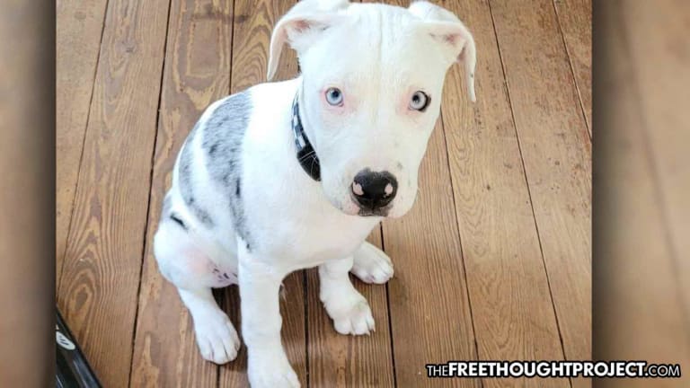 'He Couldn't Even Bark Yet': Cops Walk Into Fenced-In Yard, Kill 18-Week-old Puppy