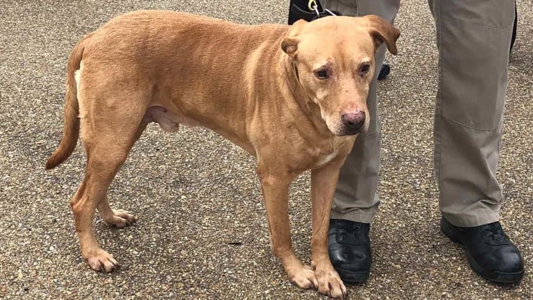 Cop Demoted After Dumping His Retired K-9 Partner at a Shelter to Be Killed