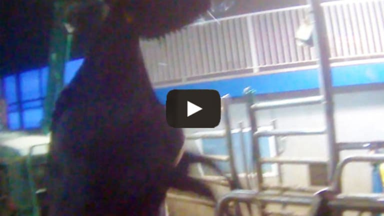 Graphic Hidden Camera Investigation Reveals Sickening Abuse at Country's Largest Dairy Farm