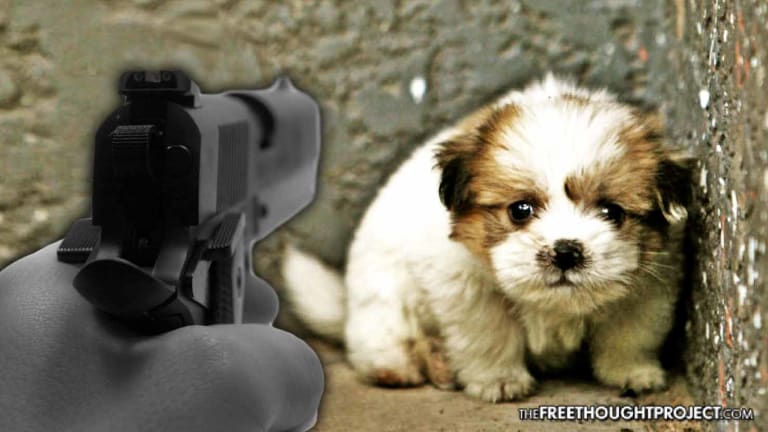 Federal Court Rules Unlicensed Pets are 'Contraband' — Police Can Legally Kill Them