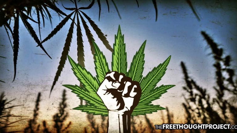 Critical Mass: 17 States Now Disobeying Feds, Will Grow Hemp Despite It Being Illegal