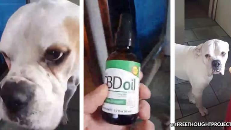Not Just for Humans -- Watch CBD Oil Stop This Dog's Seizure in Under a Minute