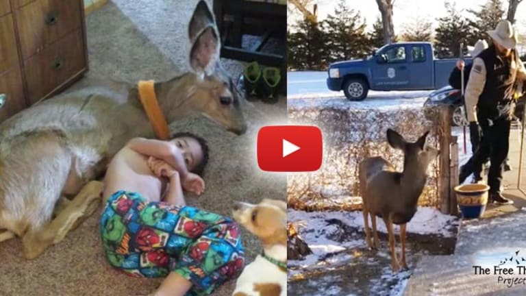 VIDEO: Officers Declare Family's Beloved Pet Deer 'Illegal' — Promptly Kill it In Front of Them