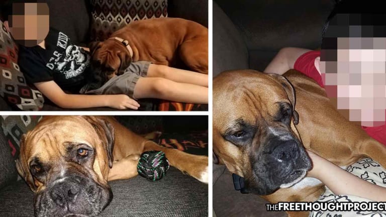 Autistic Boy Heartbroken After Cops Raid Wrong Home, Kill His Boxer Service Dog