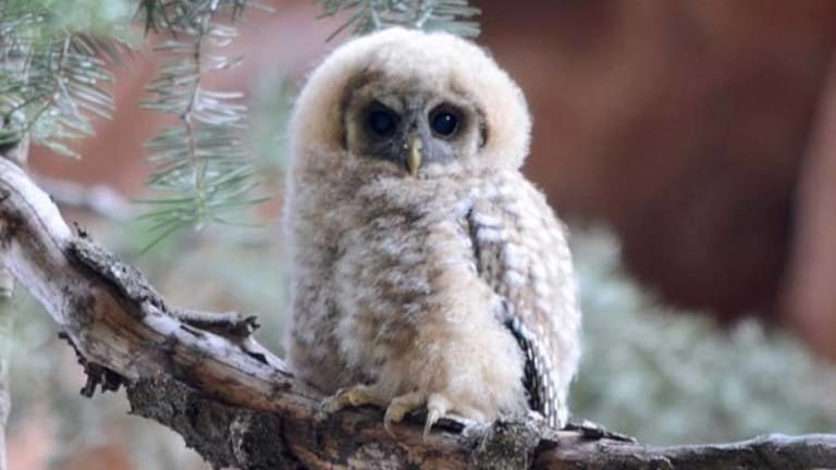 Federal Govt to Slaughter Dozens of Endangered Spotted Owls to Facilitate Timber Sale