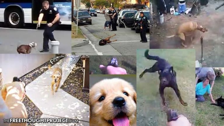 Cops are Programmed to Kill and the Growing Epidemic of Police Shooting Dogs is Proof
