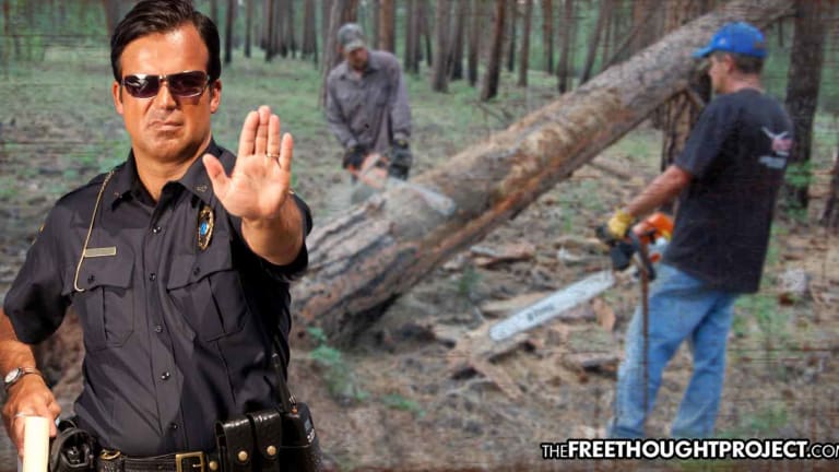 Brothers Face $450,000 in Fines for Cutting Trees on Their Own Property Without Asking Gov't First
