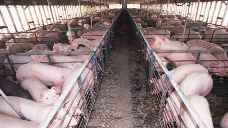 Activists Charged Under Ag-Gag Law for Taking Pictures of a Pig Farm from Public Property