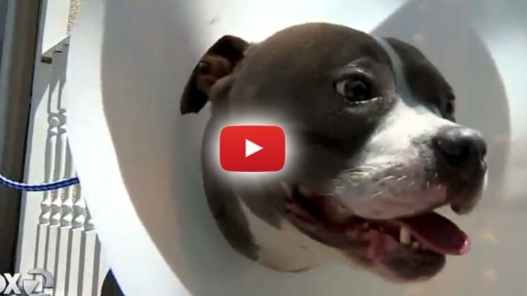 Couple Furious After Cops Go to Wrong Home and Shoot their Dog, Ridicule them for Grieving