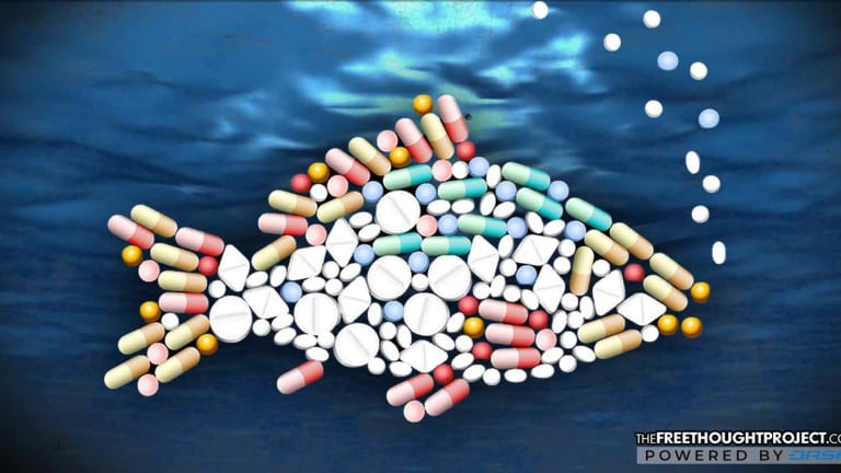 As U.S. Opioid Epidemic Skyrockets, Sea Life Now Testing Positive for Big Pharma's Oxycodone