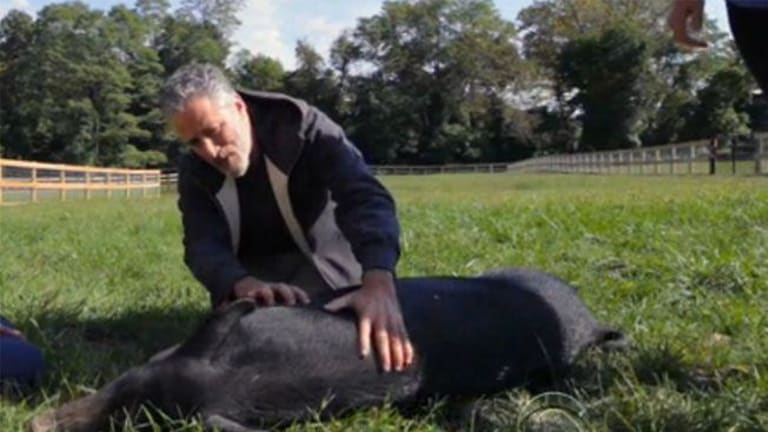 Jon Stewart Quits Comedy, Starts Animal Sanctuary to Rescue Abused Factory Farm Animals