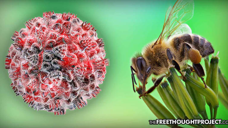 New Study Shows Honeybee Venom "Rapidly Destroys" Cancer Cells