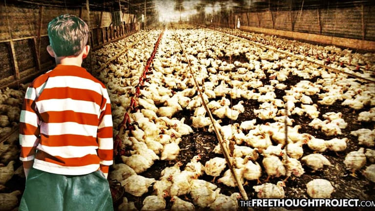 One of America's Largest Egg Producers Caught Using Child Slaves—Given to Them by US Gov't