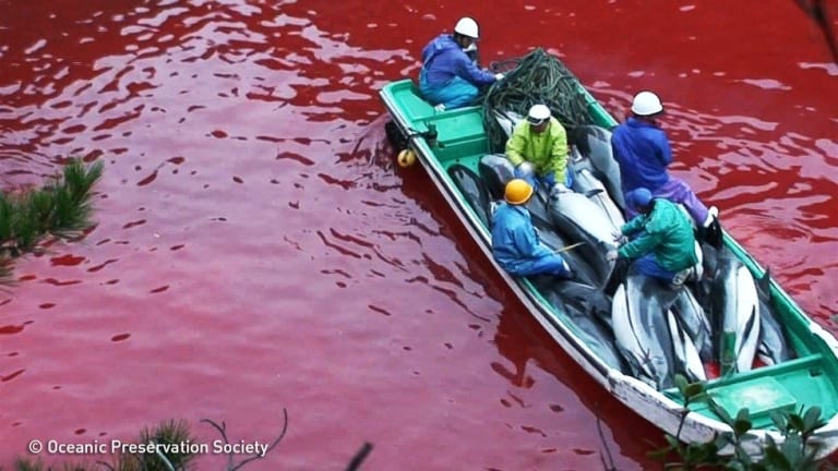 Heartbreaking Video Shows Dolphin Beg for Help During Annual, Govt-Sanctioned Dolphin Slaughter