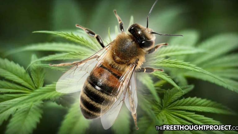 Study Shows Growing Hemp is a Powerful Tool to Fight Bee Population Decline