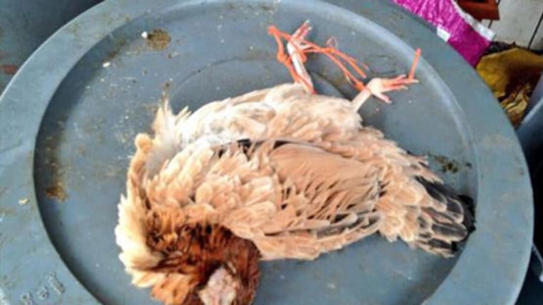 CPS Supervisor Arrested, had Boy Handcuffed to her Porch with a Dead Chicken Tied to his Neck