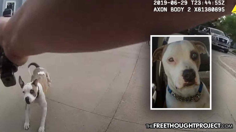 Disturbing Video Shows Cop Walk Up to Family, Shoot Their Happy Puppy as it Wagged His Tail