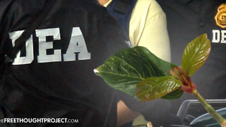 After Massive Public Outcry, DEA Suspends Ban on Plant that Can Cure Opioid Addiction -- For Now