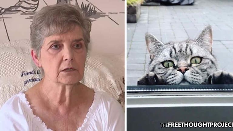 79yo Grandmother Sentenced to Jail for Feeding Stray Cats in Her Own Backyard