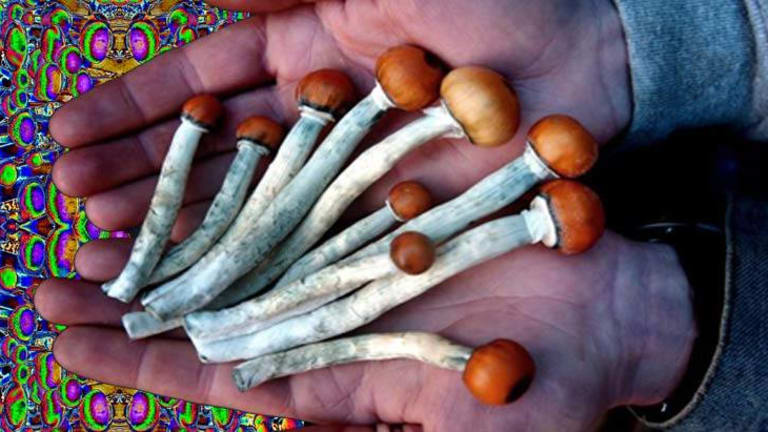 The Life Changing Effects of Magic Mushrooms and Why the Government Keeps this from You
