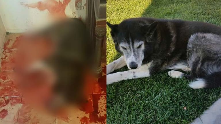 Cops Respond to Wrong House and Gun Down Family's Elderly Dog for No Reason