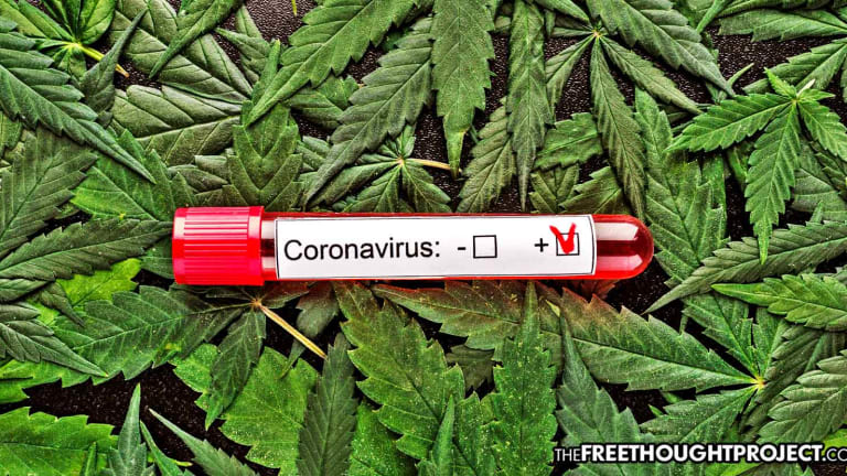 University Study Finds Cannabis Compound Inhibits SARS-CoV-2 in Human Lung Cells