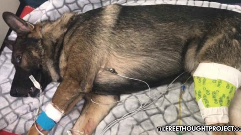 Cops Raise $73K for K-9's Medical Bills And Conveniently Left Out the Fact They Shot Him