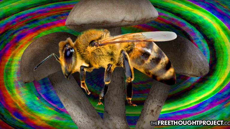 Study Finds Magic Mushrooms Help Honey Bees Fight Off Dangerous Viruses That Are Killing Them Off