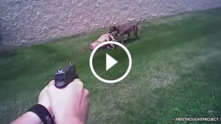 WATCH: Cop's Bodycam Shows Him Luring 'Playful' Dog Before Opening Fire, Killing It