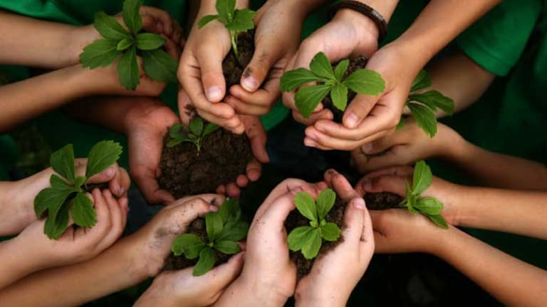 Amazing! 800,000 People Gather to Plant 50 Million Trees in Just 24 Hours