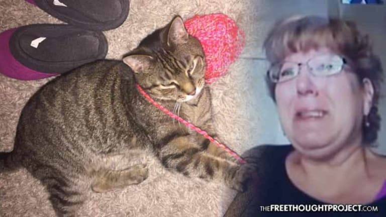 Heartbroken Family Files Complaint After a Cop Shot Their Cat, Threw It in Dumpster