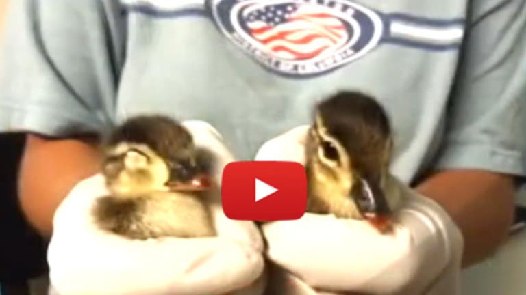 A Kind Woman Stops to Rescue Ducklings on the Roadside, Cop Shows up, Writes Her a Ticket for It
