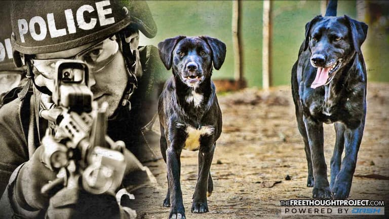 Woman Calls for Help to Catch Two Dogs, Cops Respond by Running Over, Shooting Them