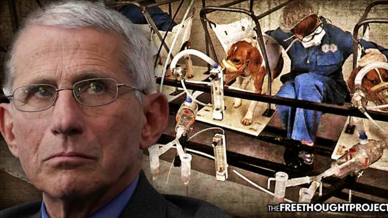 As PETA Calls for Resignation, Dr. Fauci Exposed for Torturing Hundreds of Puppies for YEARS