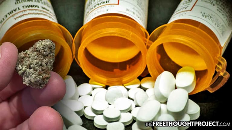 As Overdose Deaths Skyrocket, Study Finds 93% of Pain Patients Quit Opioids When Given Cannabis
