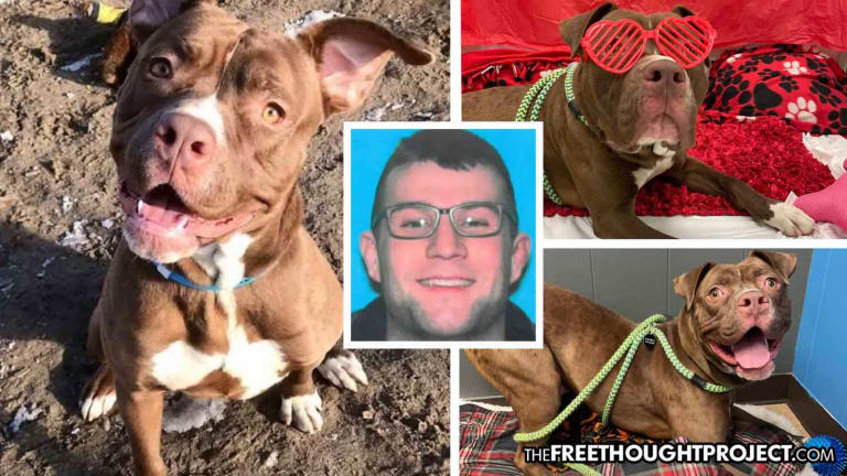 Deputy Arrested for Torturing Service Dog, Wrapping Him in Duct Tape Before Shooting Him